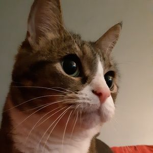 Meet your Posher, Rachel